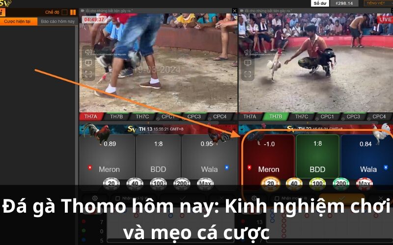 Giới thiệu về đá gà Thomo hôm nay