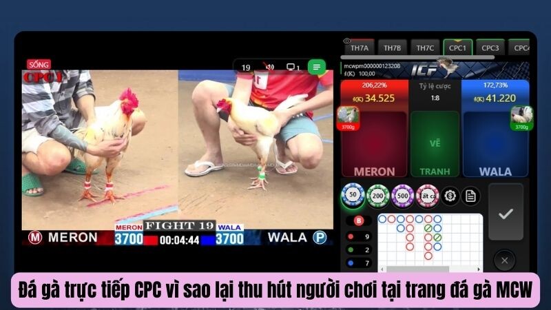 Đá gà trực tiếp CPC vì sao lại thu hút người chơi tại trang đá gà MCW