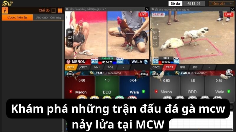 Khám phá những trận đấu đá gà mcw nảy lửa tại MCW