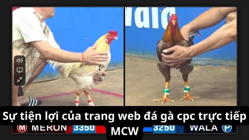 Sự tiện lợi của trang web đá gà cpc trực tiếp MCW