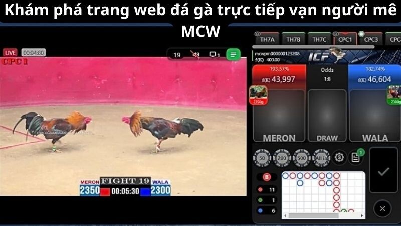 Khám phá trang web đá gà trực tiếp vạn người mê MCW