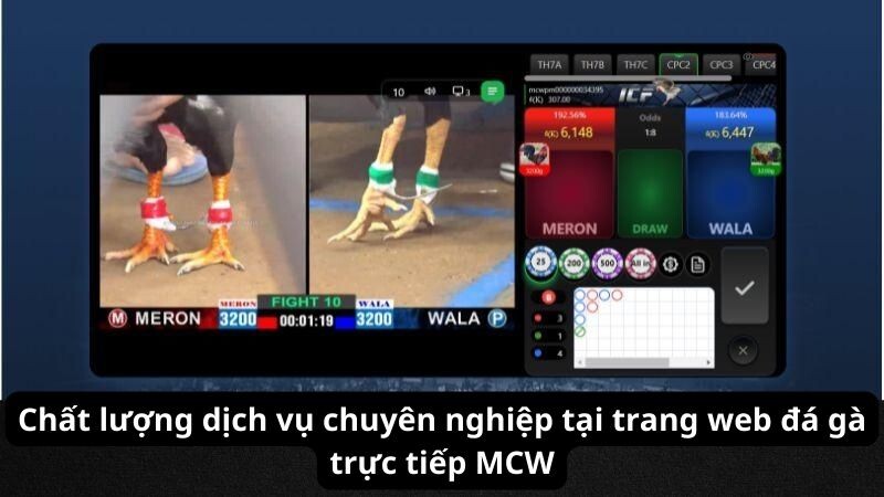 Chất lượng dịch vụ chuyên nghiệp tại trang web đá gà trực tiếp MCW