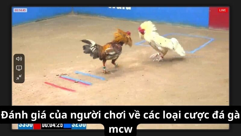 Đánh giá của người chơi về các loại cược đá gà mcw